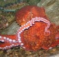 Giant Octupus - Seattle Aquarium