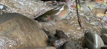 A shiny salmon halfway out of the water makes it way through a rocky waterway.
