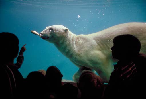 Polar Bear at Point Defiance Zoo