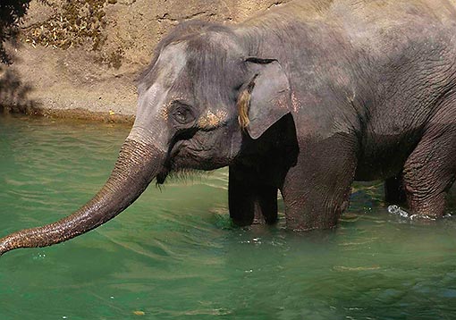 Asian Elephant named Chai