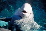 Beluga Whale at Point Defiance Zoo