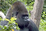 Gorilla at Woodland Park Zoo