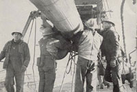 Compacting main cable, 1950 WSDOT